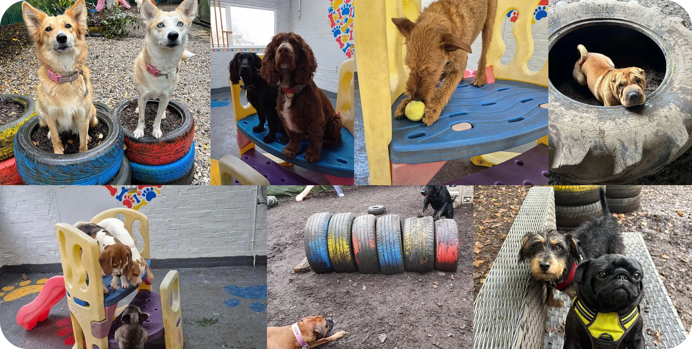 A collage of playful dogs of various breeds interacting with colorful playground equipment and tires in an outdoor and indoor dog play area.