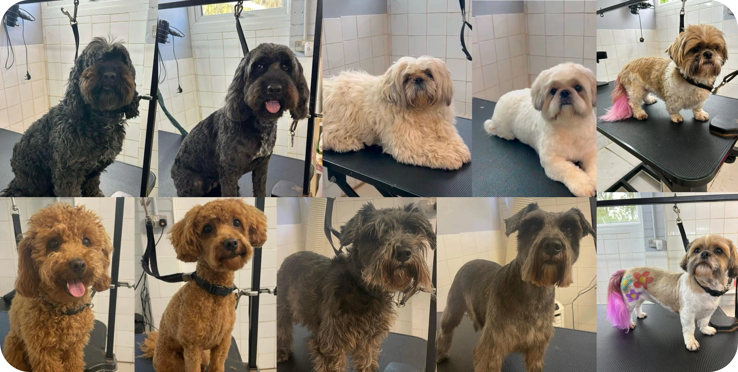 A collage showing before-and-after grooming transformations of various dog breeds, featuring neatly trimmed fur, clean coats, and colorful tail decorations in a grooming salon setting.