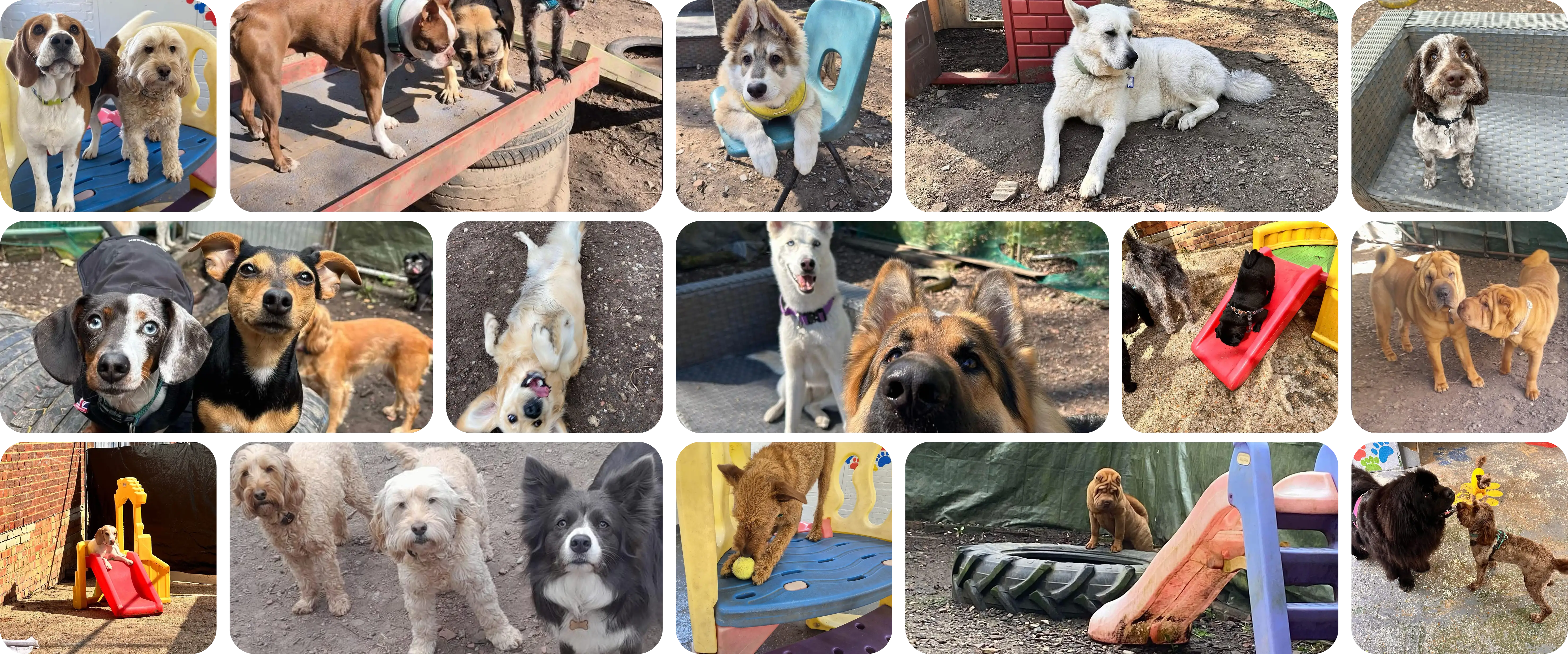 Grid layout of happy dogs at Little Dale Dogs daycare