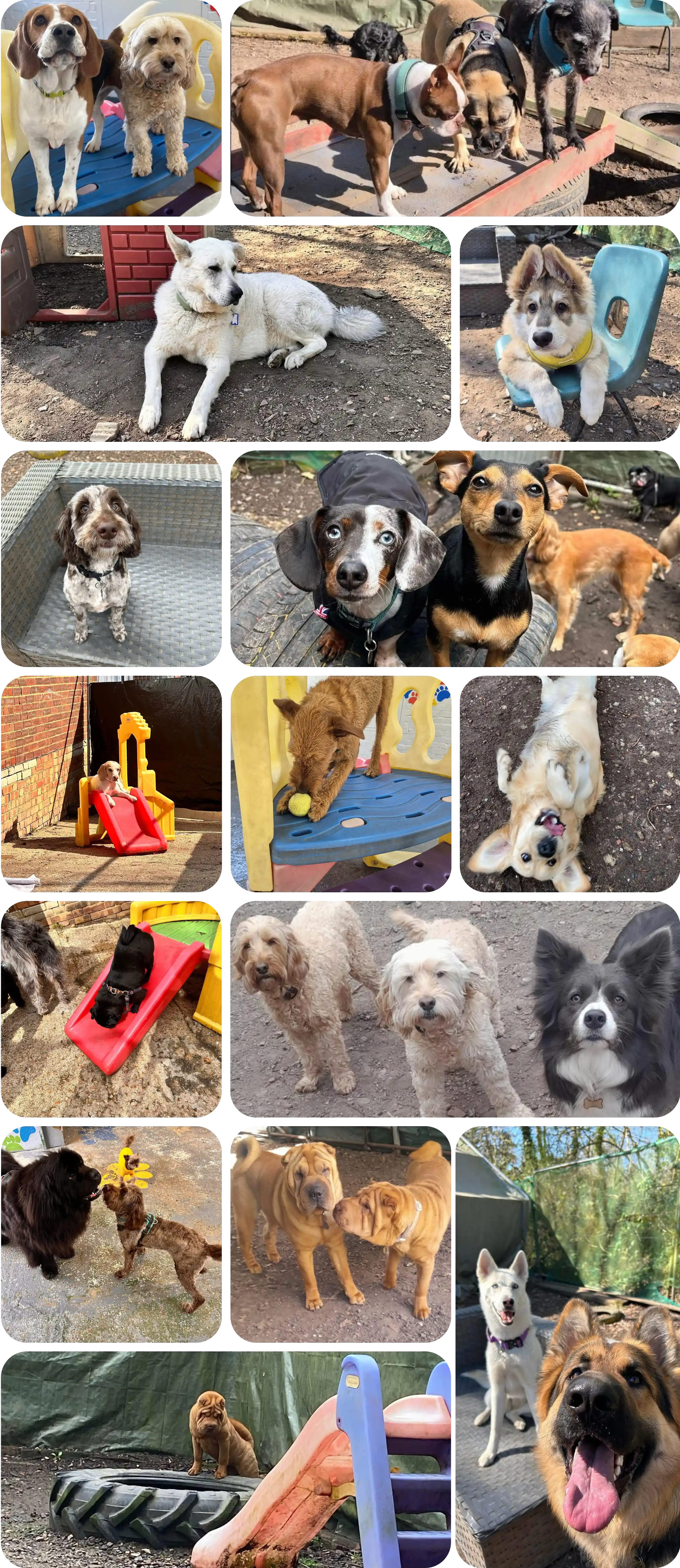 Grid layout of happy dogs at Little Dale Dogs daycare