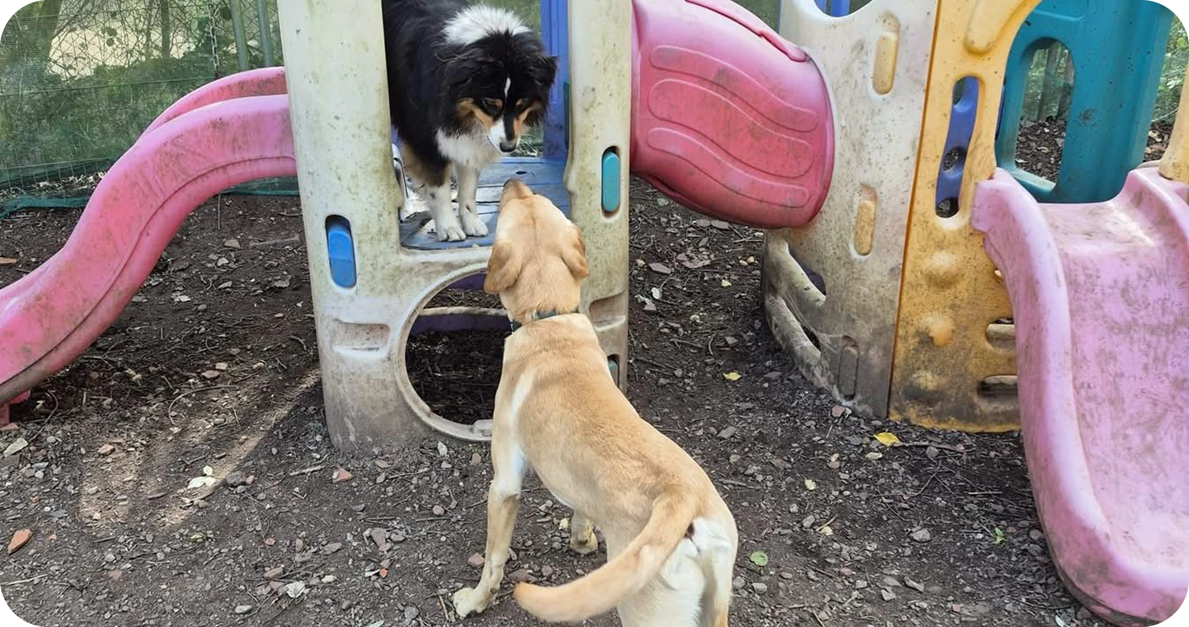 Two dogs interact on a colorful, worn playground slide. A black, white, and brown dog stands on the structure, while a yellow dog looks up, tails wagging.